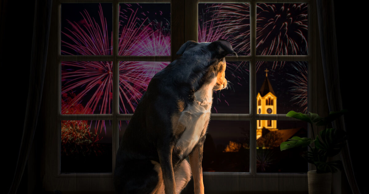 how to keep dogs calm during fireworks
