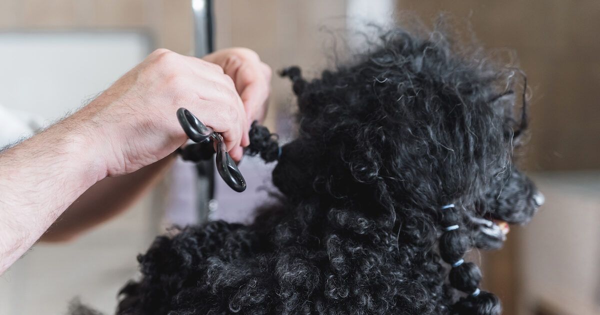 how to prevent dog hair from matting