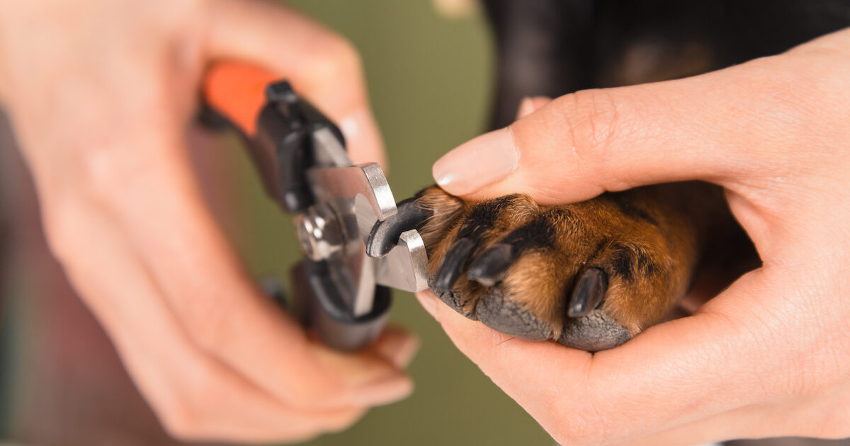 dog nail care