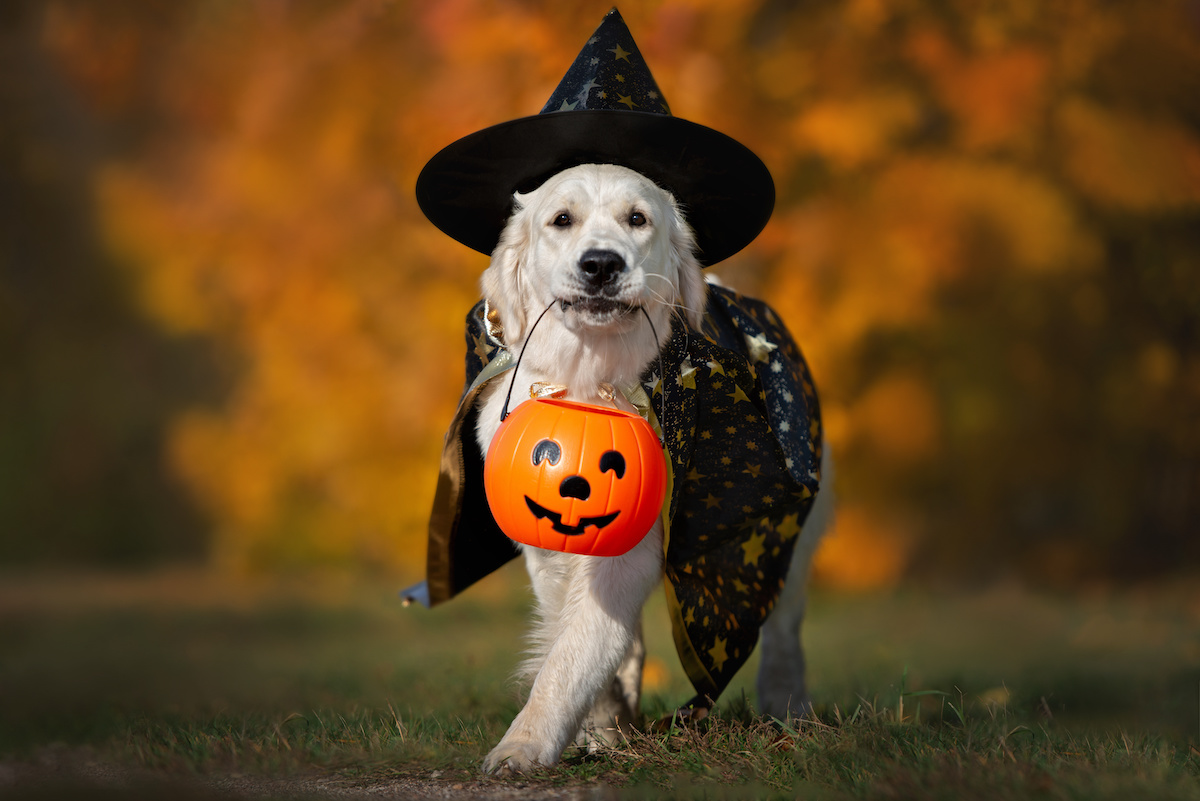 Do it Yourself Halloween Costume Ideas for Dogs